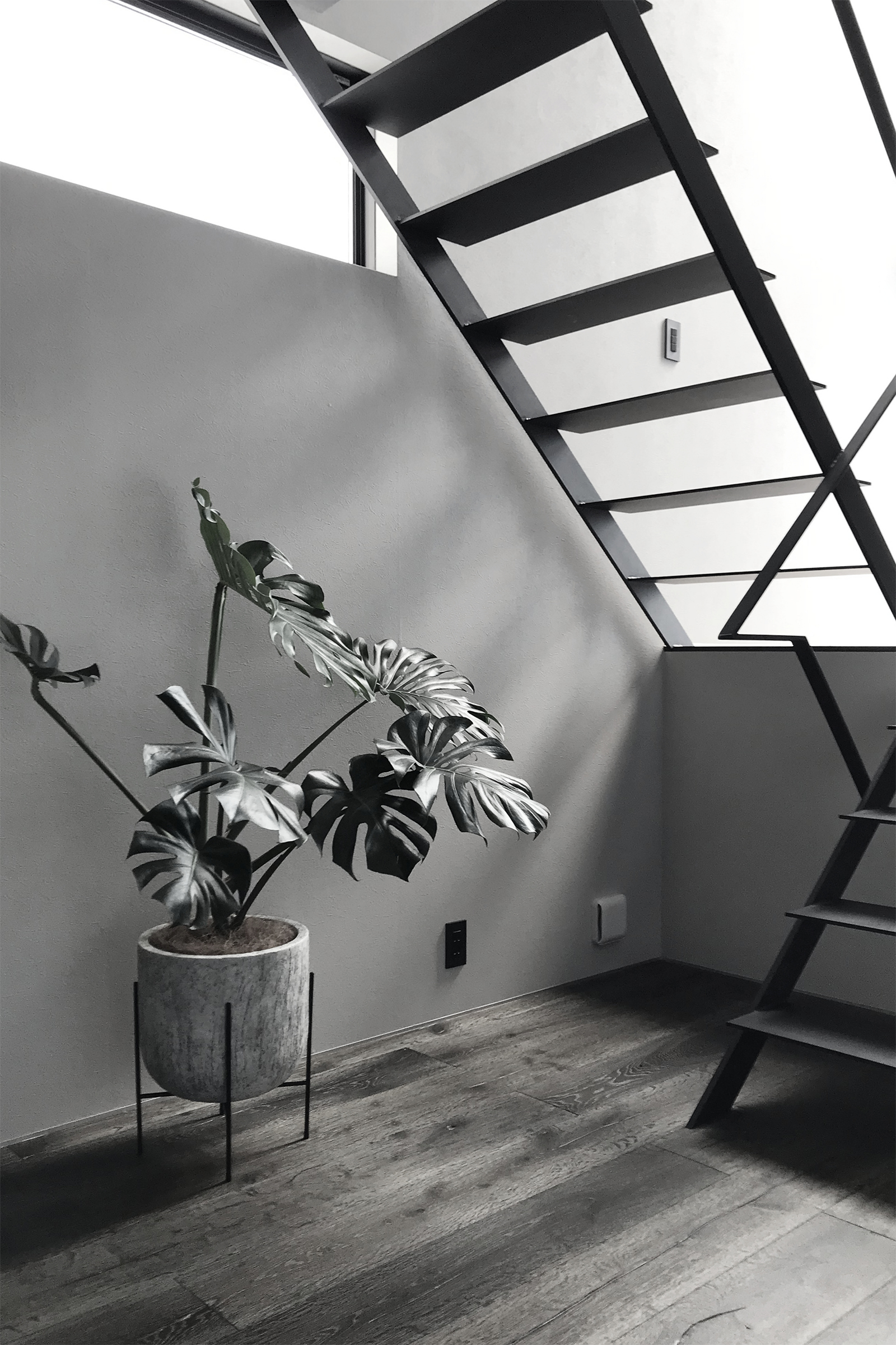 モンステラ・デリシオーサ