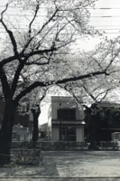 武蔵野市役所前の桜並木