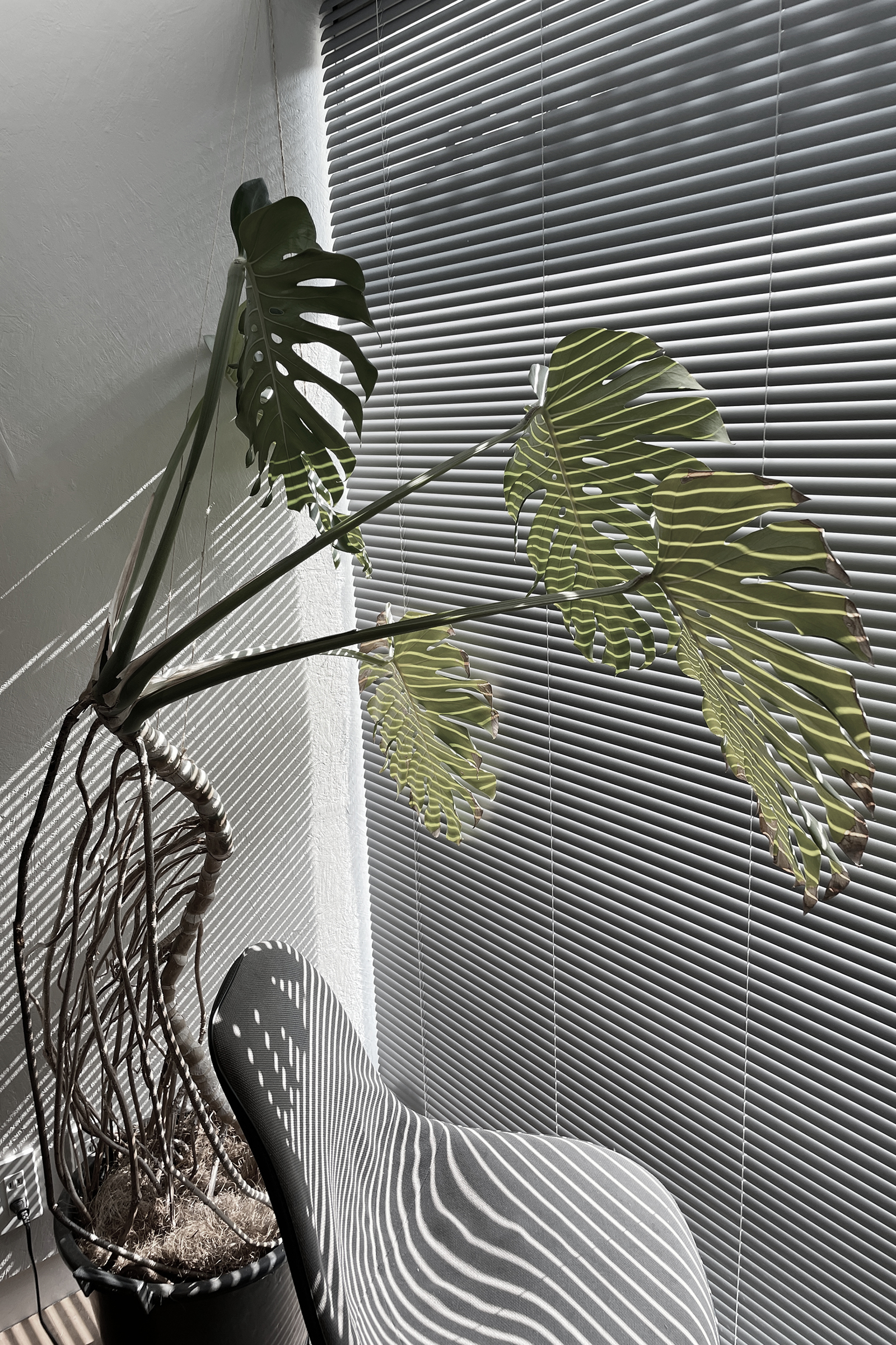Monstera deliciosa